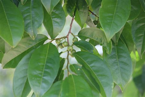 紫黃屬|紫黃 Margaritaria indica (Daiz.) Airy Shaw 